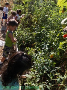 Harvesting-Gardening with Kids