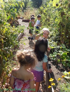 harvesting vegetables with kids