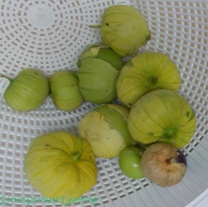 I found a few more tomatillos when I had more time to really look.